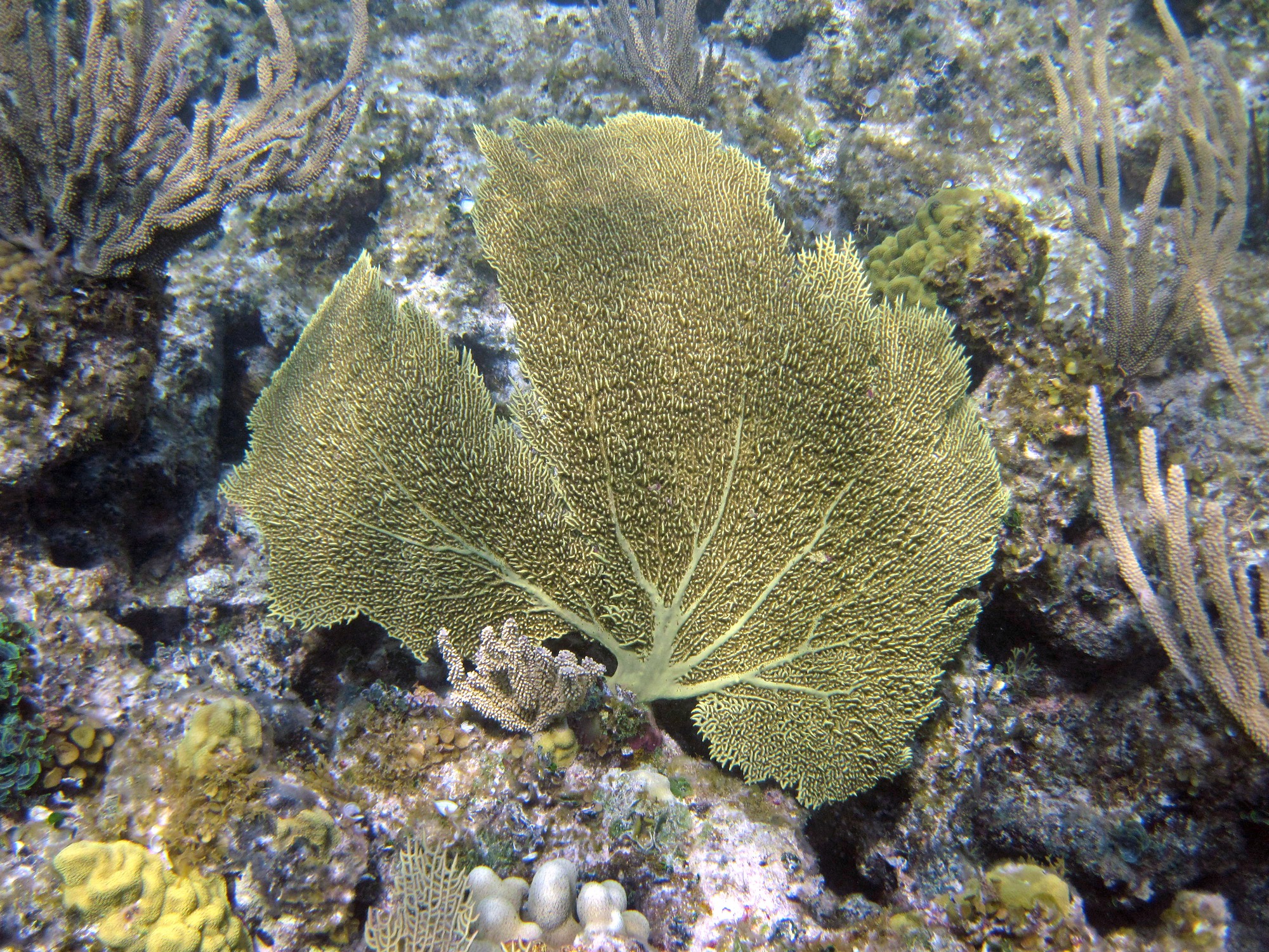 Представитель Семейства Gorgoniidae